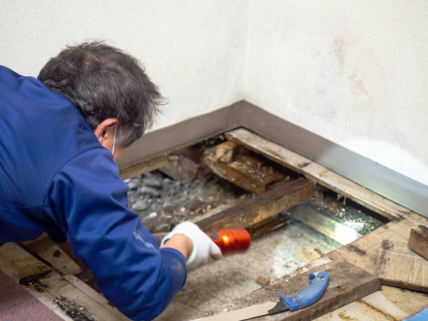 Best Affordable Mold Removal  in Crow Agency, MT