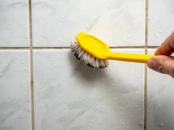 Mold Removal Process in Crow Agency, MT
