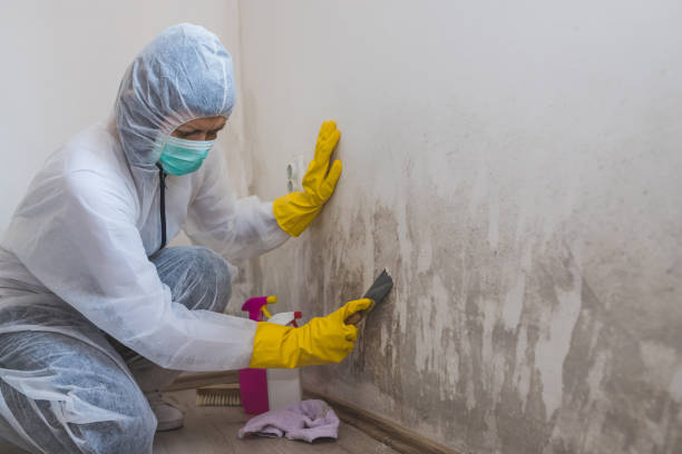 Best Certified Mold Removal  in Crow Agency, MT