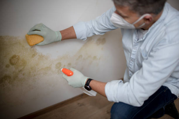 Trusted Crow Agency, MT Mold Removal Experts