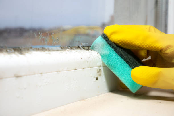 Best Office Mold Removal Services  in Crow Agency, MT