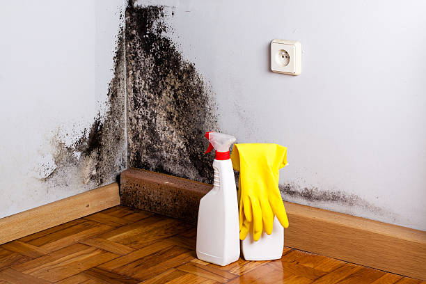 Best Mold Remediation  in Crow Agency, MT