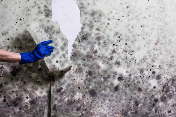 Best Fast Mold Removal  in Crow Agency, MT