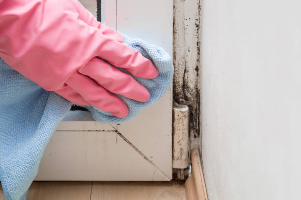 Best Mold Removal Near Me  in Crow Agency, MT